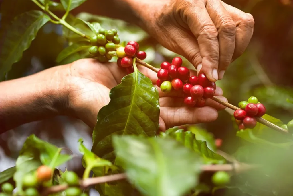 Cafe voi Ph&uacute; An - Let's Fly Travel